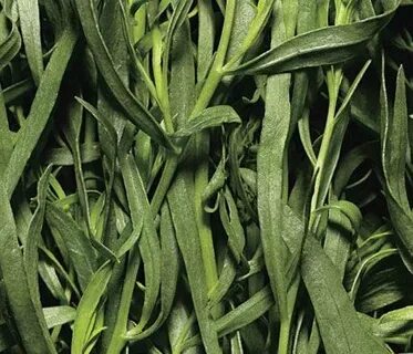 تصویر 1 از خرید سبزی ترخون خشک با قیمت باور نکردنی